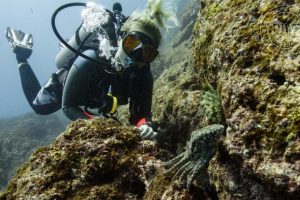 Scuba Diving Catalinas Tour - Native's Way Costa Rica - Tamarindo Tours and Transfers