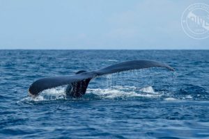 Scuba Diving Catalinas Tour - Native's Way Costa Rica - Tamarindo Tours and Transfers