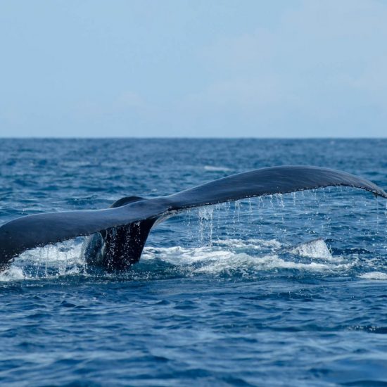 Scuba Diving Catalinas Tour - Native's Way Costa Rica - Tamarindo Tours and Transfers