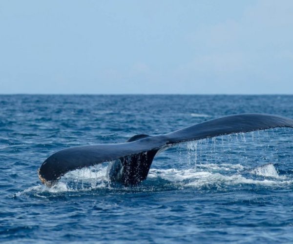 Scuba Diving Catalinas Tour - Native's Way Costa Rica - Tamarindo Tours and Transfers