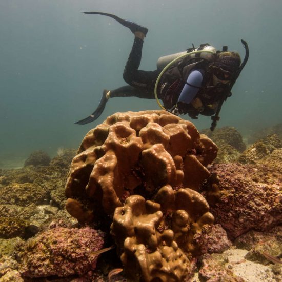 Scuba Diving Catalinas Tour - Native's Way Costa Rica - Tamarindo Tours and Transfers