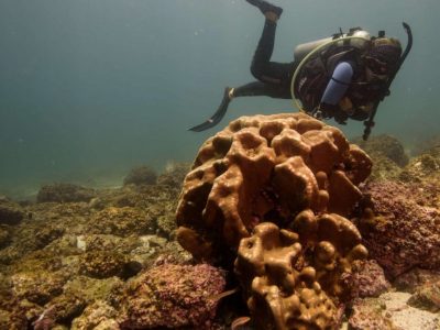 Scuba Diving Catalinas Tour - Native's Way Costa Rica - Tamarindo Tours and Transfers