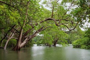 Tamarindo Kayak Estuary Tour - Native's Way Costa Rica - Tamarindo Tours & Transfers
