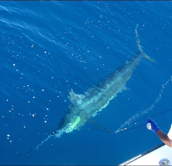 Tamarindo Sportfishing Tour - Native's Way Costa Rica - Tamarindo Tours and Transfers