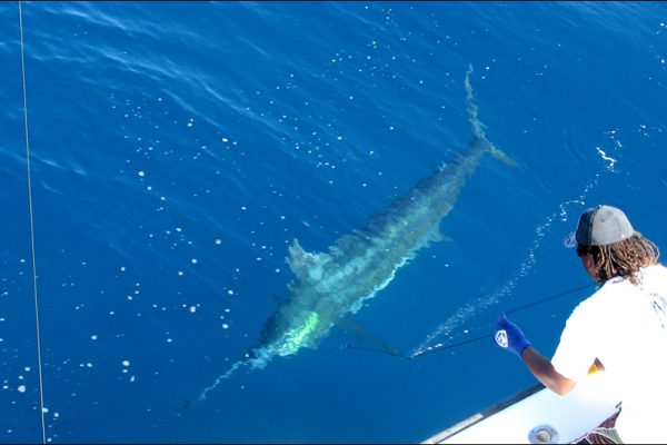 Tamarindo Sportfishing Tour - Native's Way Costa Rica - Tamarindo Tours and Transfers