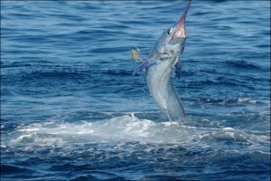 Tamarindo Sportfishing Tour - Native's Way Costa Rica - Tamarindo Tours and Transfers