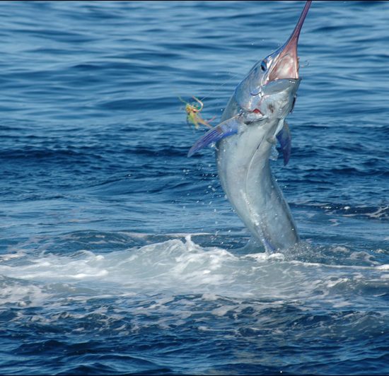 Tamarindo Sportfishing Tour - Native's Way Costa Rica - Tamarindo Tours and Transfers