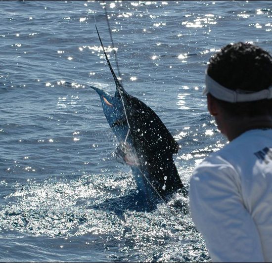 Tamarindo Sportfishing Tour - Native's Way Costa Rica - Tamarindo Tours and Transfers
