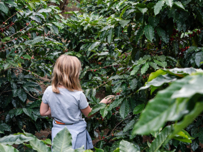 Monteverde Coffee Chocolate Tour