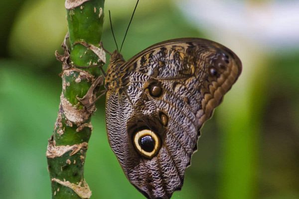 costa rica butterfly garden