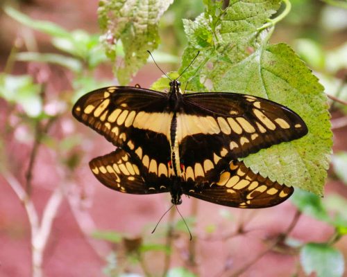 butterfly garden monteverde costa rica