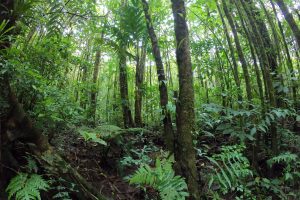 Monteverde Hanging Bridges - Native's Way Costa Rica Monteverde Tours