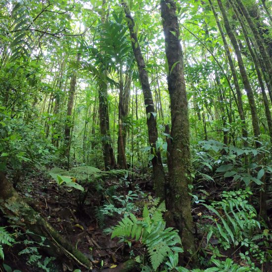 Monteverde Hanging Bridges - Native's Way Costa Rica Monteverde Tours