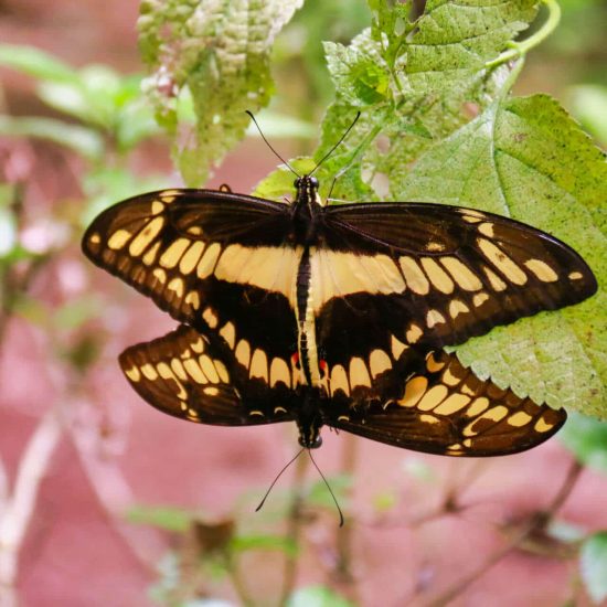 Monteverde Butterfly Garden - Native's Way Costa Rica Monteverde Tours