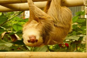 sloth sanctuary monteverde