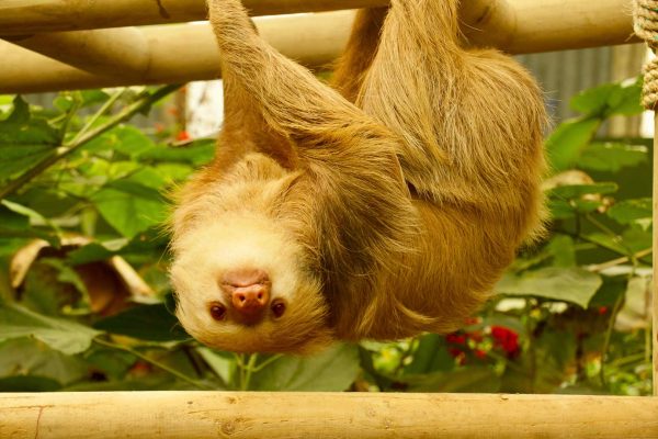 sloth sanctuary monteverde
