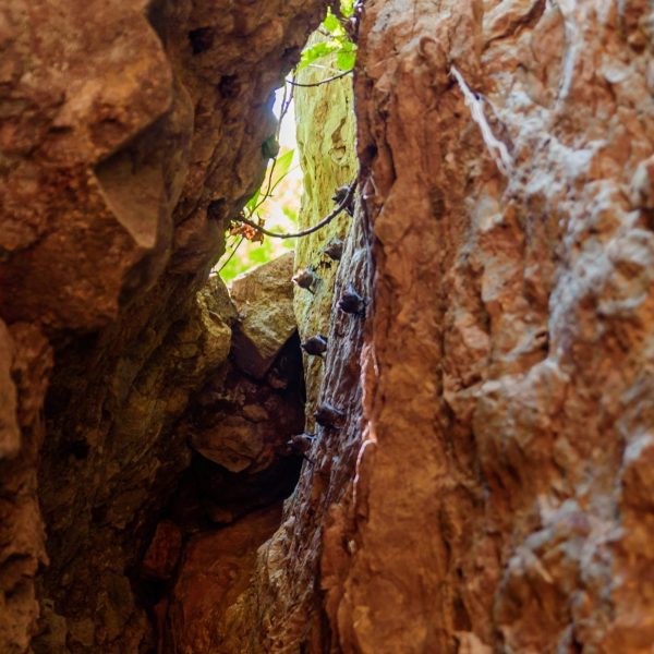 La Leona Waterfall Hike - Native's Way Costa Rica Tours