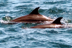 Serendipity Private Sailing Flamingo pic 10