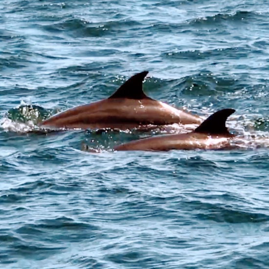 Serendipity Private Sailing Flamingo pic 10