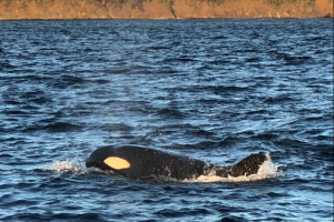 Serendipity Private Sailing Flamingo pic 9