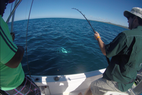 Capullo Sportfishing Tamarindo - 36' Topaz