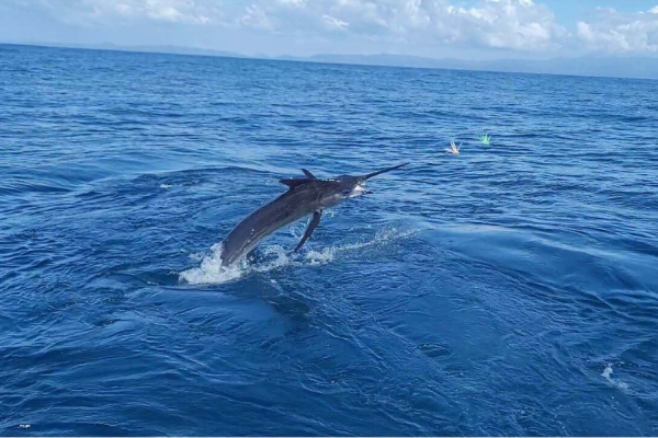 Marlin Tamarindo Fishing