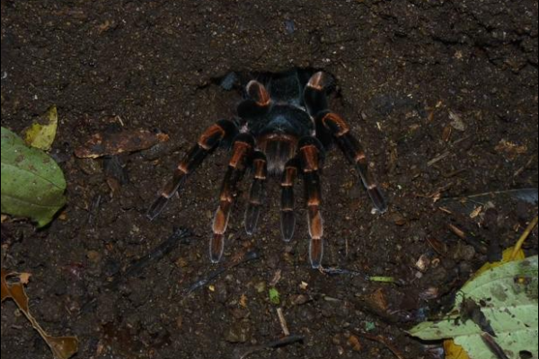 Coffee & Jungle Night Tour Monteverde