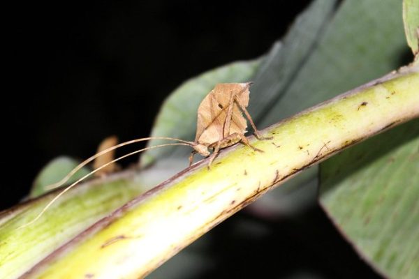 Coffee & Jungle Night Tour Monteverde