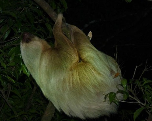 Coffee & Jungle Night Tour Monteverde