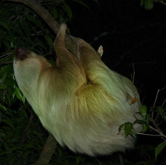 Coffee & Jungle Night Tour Monteverde