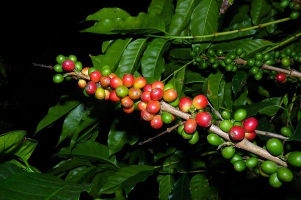 Coffee & Jungle Night Tour Monteverde