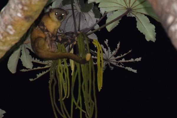 Coffee & Jungle Night Tour Monteverde