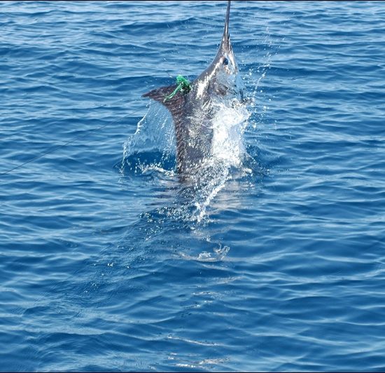 Tamarindo Sportfishing 27' Dusky