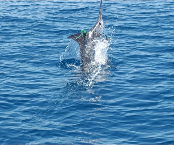 Tamarindo Sportfishing 27' Dusky