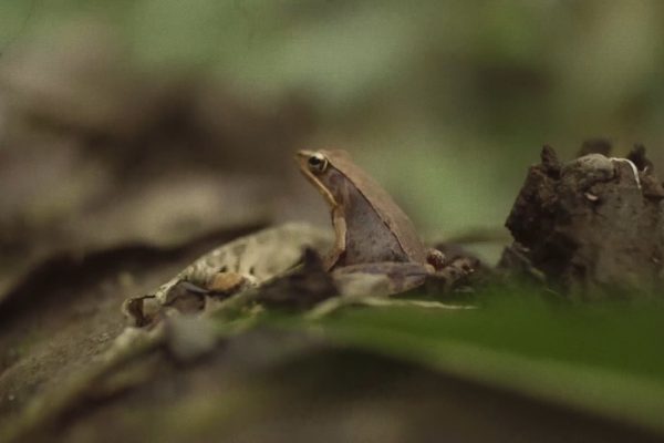 Frog- Rio Celeste Tour - Native's Way Costa Rica