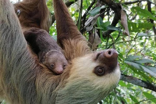 Sloth - Rio Celeste Tour - Native's Way Costa Rica