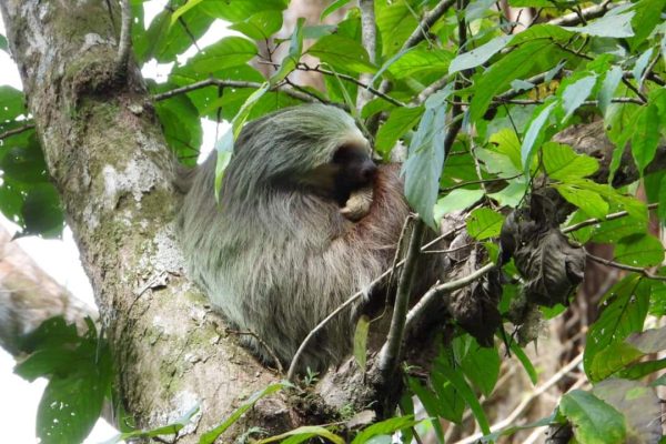 Sloth - Rio Celeste Tour - Native's Way Costa Rica