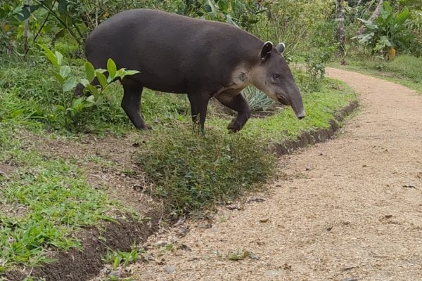Tapir Danta - Rio Celeste Tour - Native's Way Costa Rica