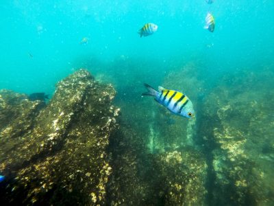 Private Snorkel Tour Costa Rica from Flamingo Beach