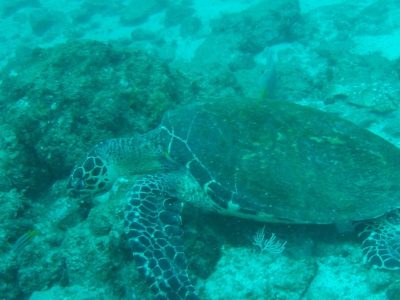 Tamarindo Scuba Diving Tour