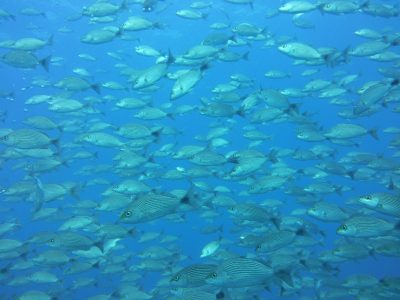 Tamarindo Scuba Diving Tour