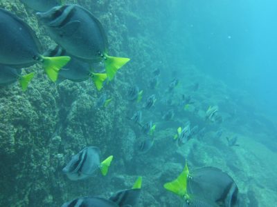Tamarindo Scuba Diving Tour