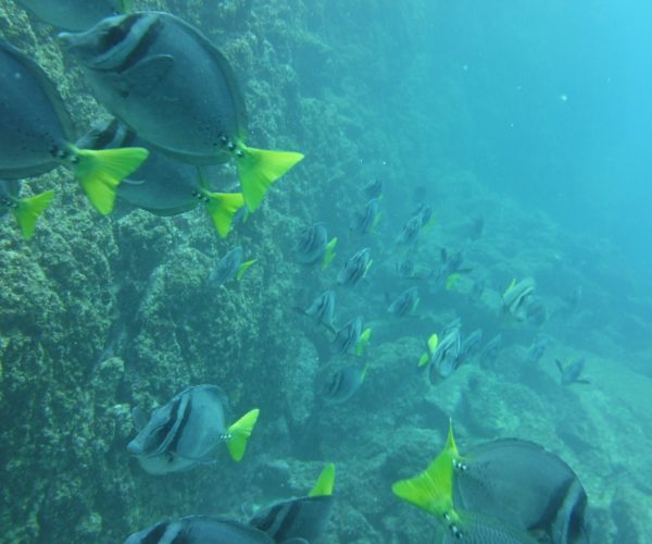 Tamarindo Scuba Diving Tour