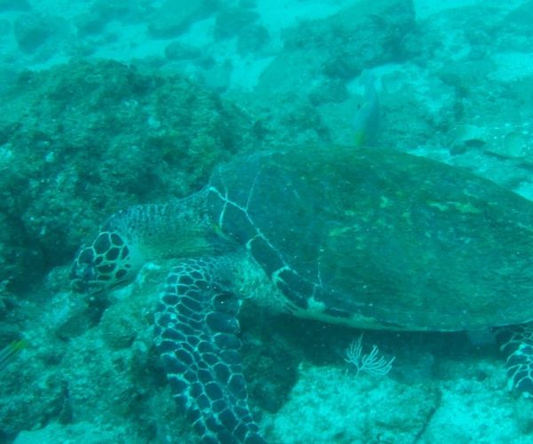 Tamarindo Snorkel Tour Catalinas Islands Native's Way Costa Rica