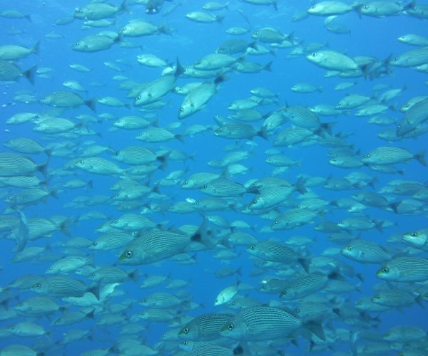 Tamarindo Snorkel Tour Catalinas Islands Native's Way Costa Rica