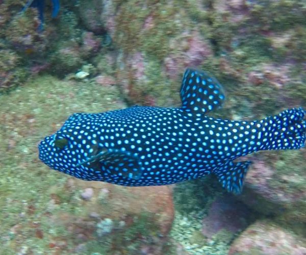 Tamarindo Snorkel Tour Catalinas Islands Native's Way Costa Rica